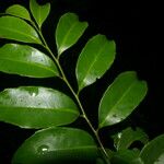 Symplococarpon purpusii Hoja