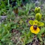 Ophrys lutea Blüte