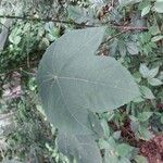 Macaranga triloba Yaprak