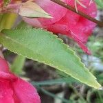 Impatiens balsamina Hoja