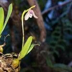 Bulbophyllum minutum Fleur