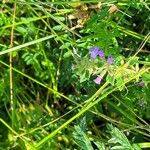 Clinopodium acinos Blüte