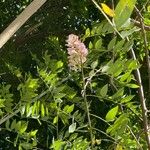 Gliricidia sepium Flower