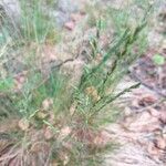 Deschampsia flexuosa Blüte