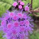 Conoclinium coelestinum Flower