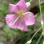 Dianthus sylvestrisFlor