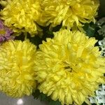 Chrysanthemum × grandiflorum ᱵᱟᱦᱟ