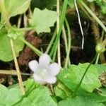 Wahlenbergia hederacea Flor