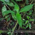 Barleria oenotheroides Leht