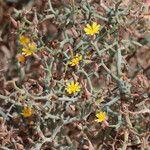 Launaea arborescens Flors