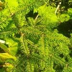 Abies balsamea 叶