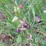 Ophrys bertolonii Habit