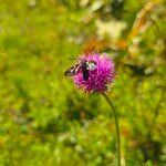 Cirsium tuberosum Blüte