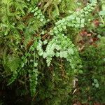 Asplenium viride Natur