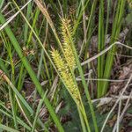 Carex rostrataFleur