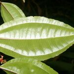 Miconia lateriflora Leaf