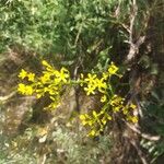 Crepis acuminata Квітка