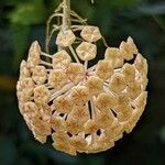 Hoya finlaysonii Цветок