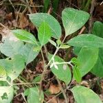 Allophylus africanus Blatt