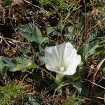 Calystegia collina Pokrój