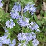 Veronica austriaca Flower