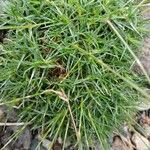 Dianthus subacaulis Blatt