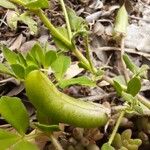 Lotus edulis Fruit