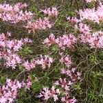 Rhododendron roseum Συνήθη χαρακτηριστικά