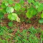 Girardinia diversifolia Blatt