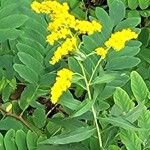 Solidago juncea Çiçek