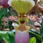 Paphiopedilum spp. Virág