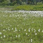 Eriophorum angustifolium Natur