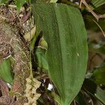 Coelogyne pallida Feuille