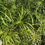 Cyperus alternifolius ഇല