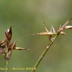 Carex pyrenaica Frutto