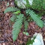 Polystichum aculeatum Habitus