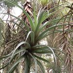 Tillandsia utriculata Лист