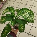 Dieffenbachia seguine Лист