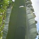 Ravenala madagascariensis 葉