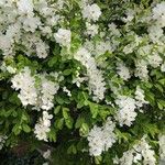 Exochorda racemosaΦύλλο