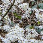 Prunus spinosaFlower