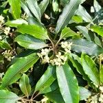 Pittosporum undulatum Lehti