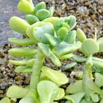 Sedum allantoides অভ্যাস