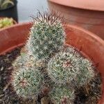 Mammillaria grahamii 樹皮