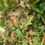 Epilobium coloratum Φύλλο