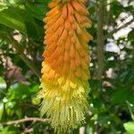 Kniphofia uvariaЦвят