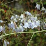 Adenophora liliifolia Flor