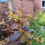 Lysimachia ciliata Kwiat