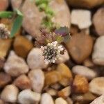 Aethionema carneum Flower