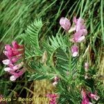 Vicia cusnae Annet